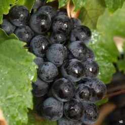 Muscadine Grape 'Southland'