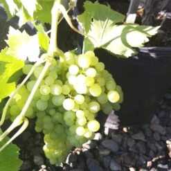 Grape 'Thompson Seedless' -Plant Sales Shop Grapes ThompsonSeedless 02