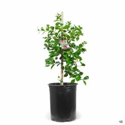 Tropical Guava -Plant Sales Shop Guava PsidiumGuajava StrawberryRed 5gal