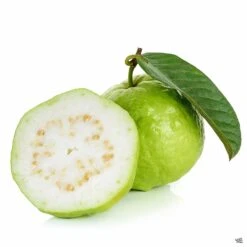 Tropical Guava -Plant Sales Shop Guava PsidiumGuajava WhiteGuavaFruit 7816008e 727d 4c3c 86b5 b3e95c1fc98c