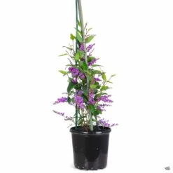 Lilac Vine Stake -Plant Sales Shop Hardenbergia LilacVine 01T c690f3fe 34c0 42cd bf2f 906ba76504f0