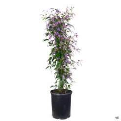 Lilac Vine Stake -Plant Sales Shop Hardenbergia LilacVine 5galStk 359ebe4d e24e 48d9 9145 45ffd7547f12