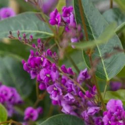 Lilac Vine Stake -Plant Sales Shop Hardenbergia LilacVine Flowering