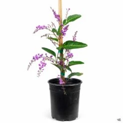 Lilac Vine Stake -Plant Sales Shop Hardenbergia LilacVine HappyWanderer 1gal f8c6121e 6a35 4085 8de1 5e897db0f9ab