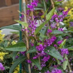 Lilac Vine Stake -Plant Sales Shop Hardenbergia LilacVine Staked