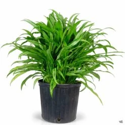 Aglaonema 'Cutlass' -Plant Sales Shop Houseplants Algaonema Cutless 10in 1e7b906e 7429 4678 98eb 5274fa927724