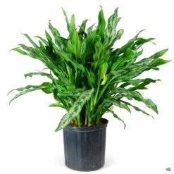 Aglaonema 'Miss Juliette' -Plant Sales Shop Houseplants Algaonema MissJuliette 10inch 20df33c2 2c62 44f2 b931 88cf3bf093f9