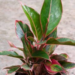 Aglaonema 'Red' 8 Aglaonema 'Red' -Plant Sales Shop Houseplants Algaonema Red