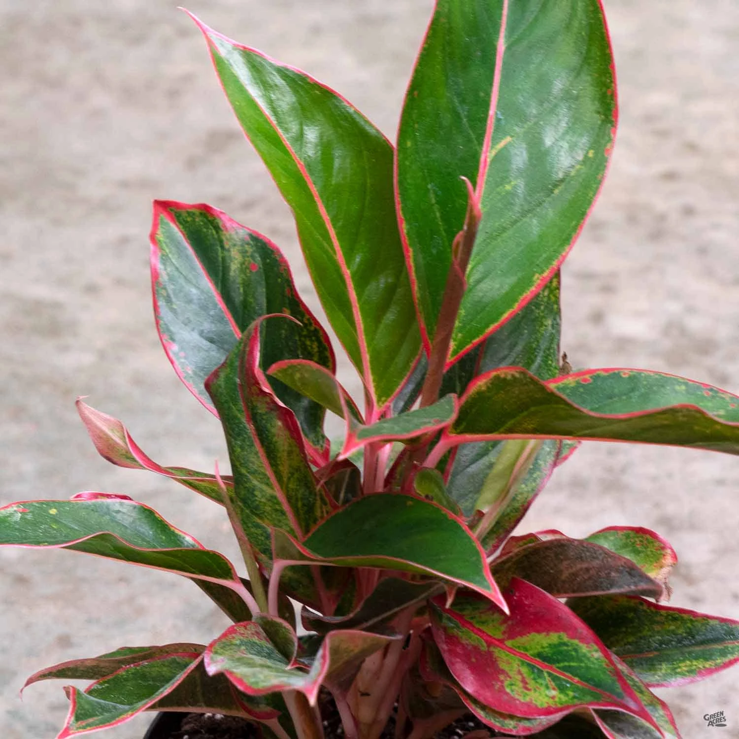 Aglaonema 'Red' 4 Aglaonema 'Red' - Image 4