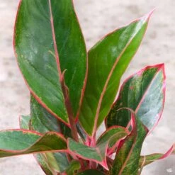 Aglaonema 'Red' 7 Aglaonema 'Red' -Plant Sales Shop Houseplants Algaonema Red2