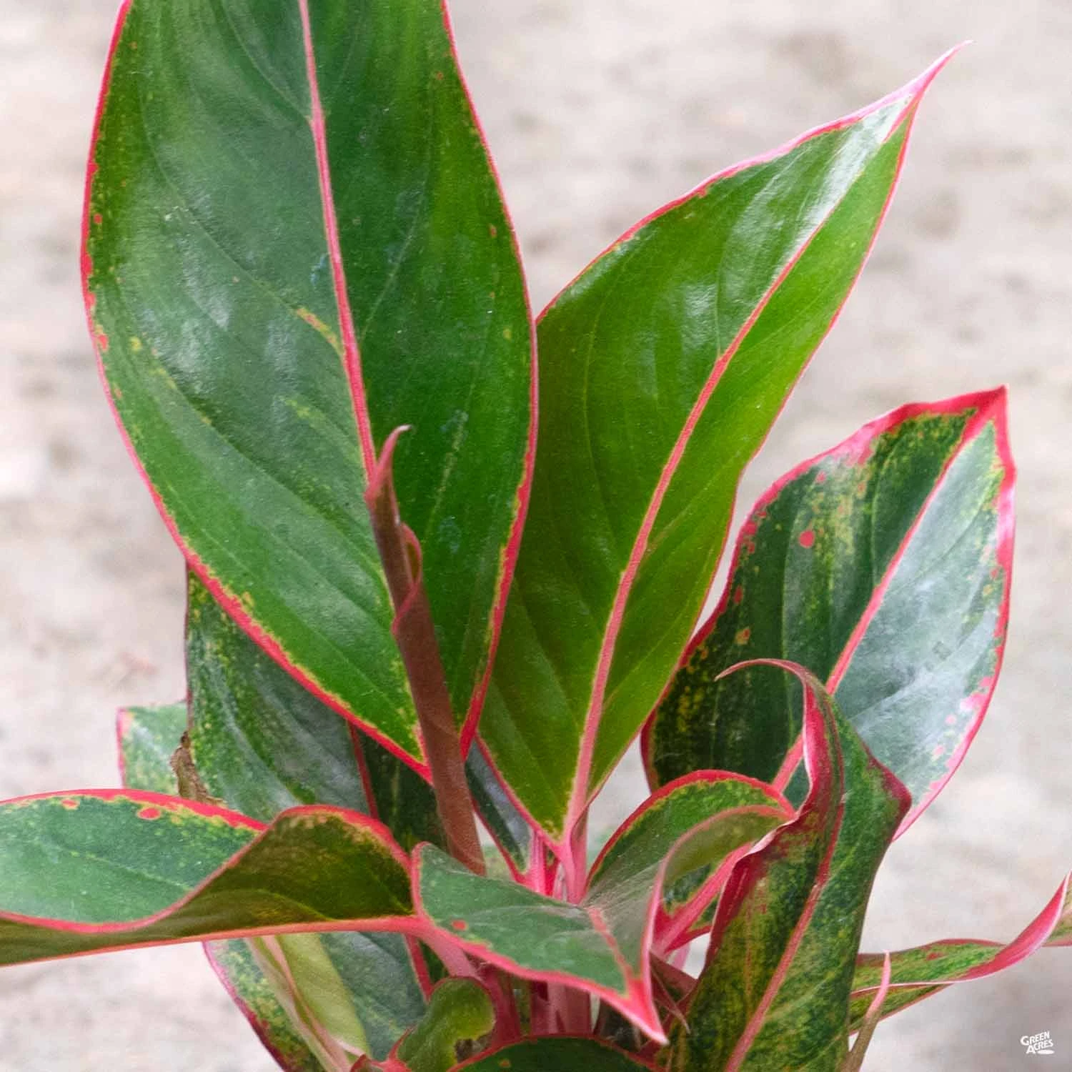 Aglaonema 'Red' 3 Aglaonema 'Red' - Image 3