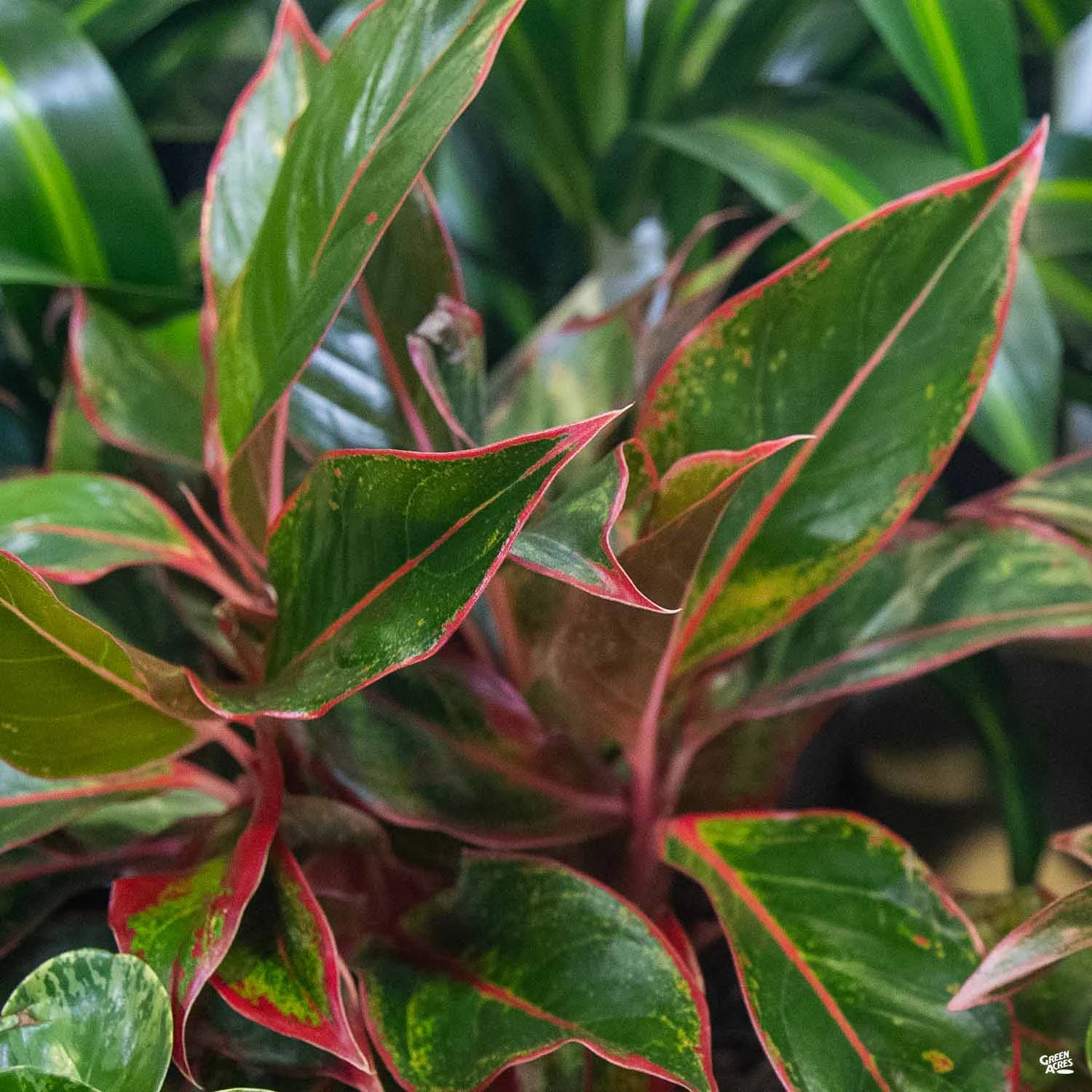 Aglaonema 'Red' 2 Aglaonema 'Red' - Image 2