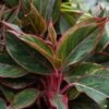 Aglaonema 'Red'