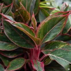 Aglaonema 'Red'