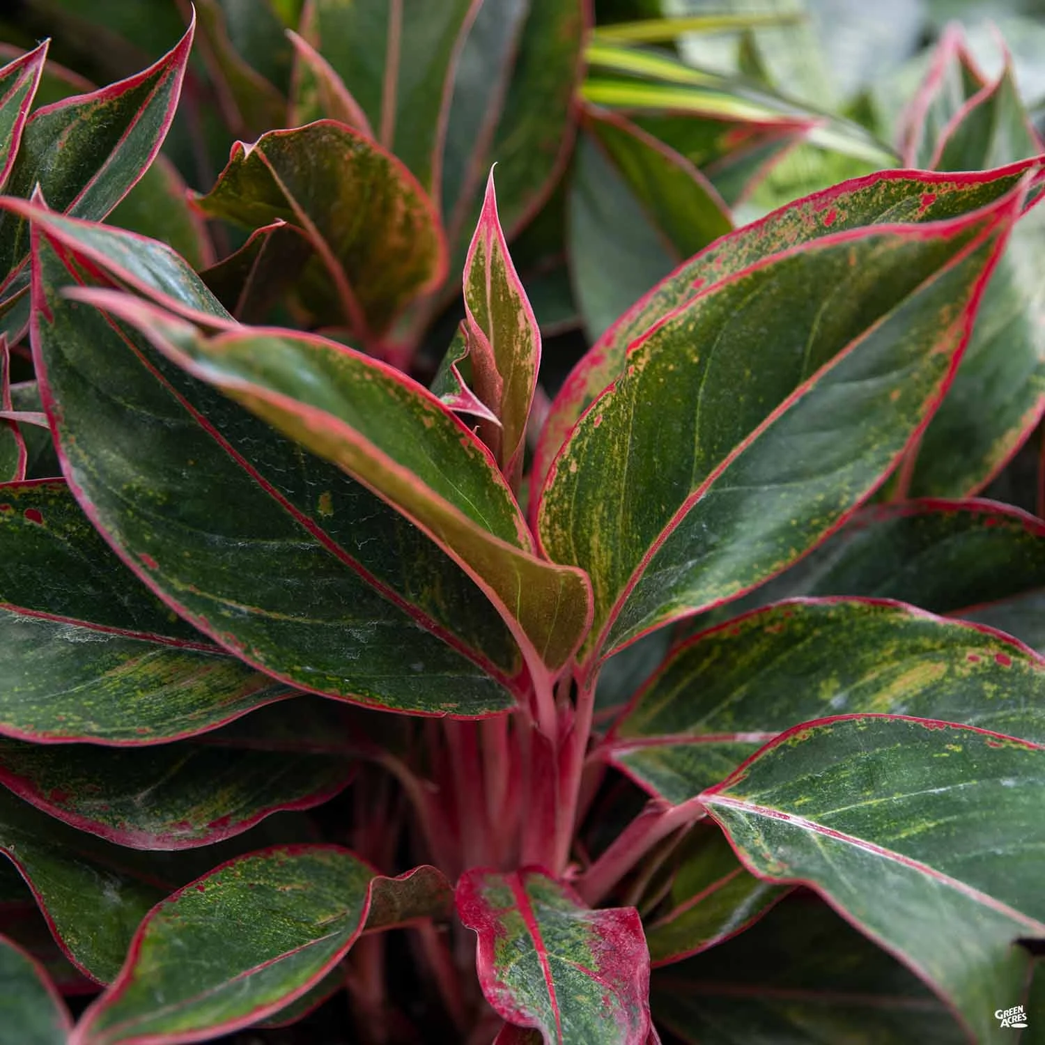 Aglaonema 'Red' 1 Aglaonema 'Red'