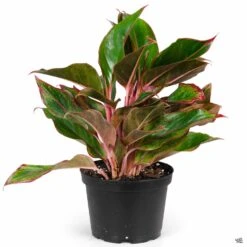 Aglaonema 'Red' 9 Aglaonema 'Red' -Plant Sales Shop Houseplants Algaonema Red 6in ccc0087d d060 49a2 bbd3 e92706cff433