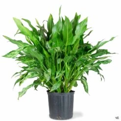 Aglaonema 'Romeo' -Plant Sales Shop Houseplants Algaonema Romeo 10in 72b04bac 2b63 4edb 979d ced1a1459886