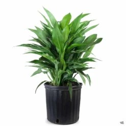Aglaonema 'Tigress' -Plant Sales Shop Houseplants Algaonema Tigress 10in 34901d17 877a 4e06 b22b 860c9d84836f