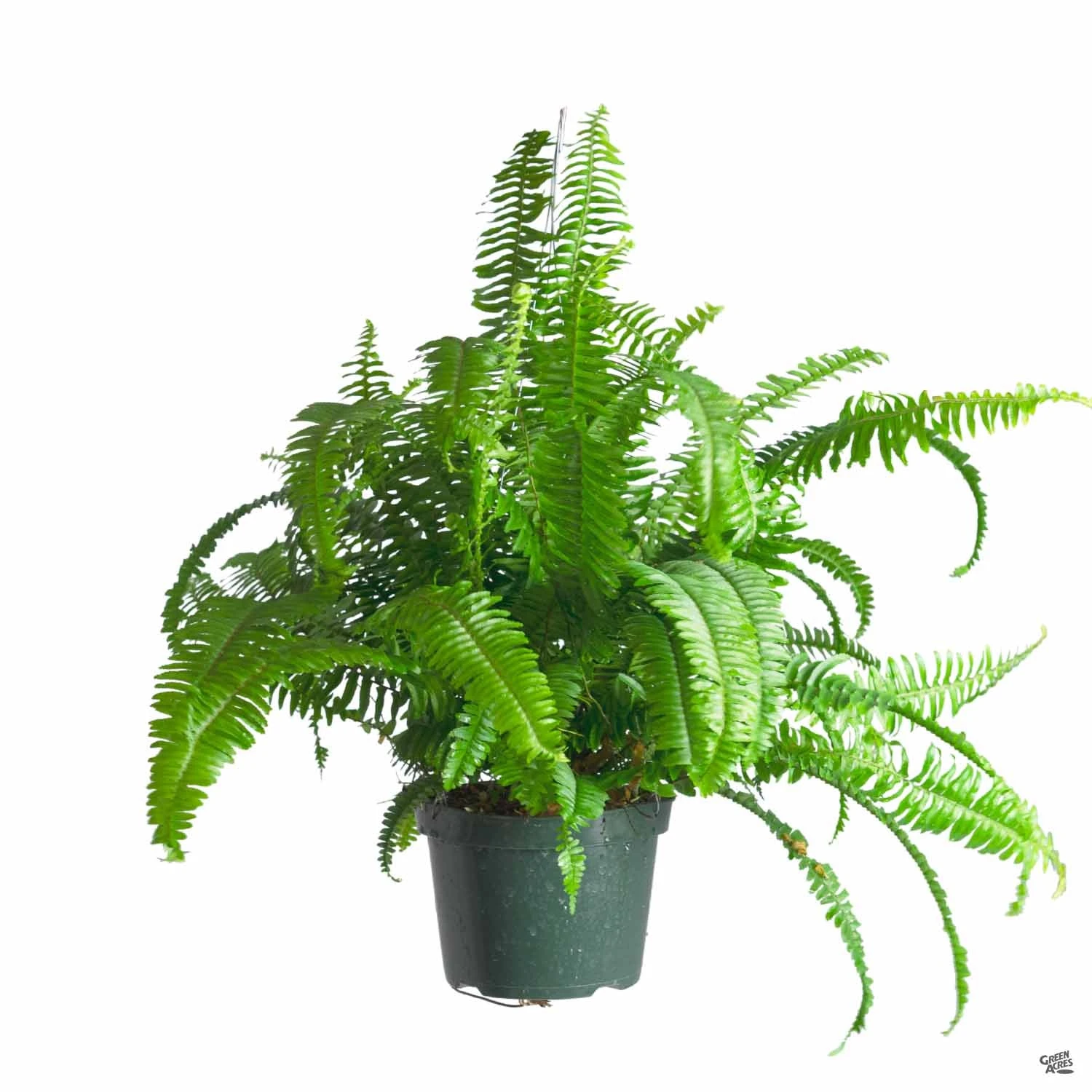 Boston Fern 3 Boston Fern - Image 3