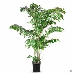 Fishtail Palm -Plant Sales Shop Houseplants Caryota FishtailPalm 10gal 107cc8ed 9c48 4b67 b657 6b22a34cc4c4