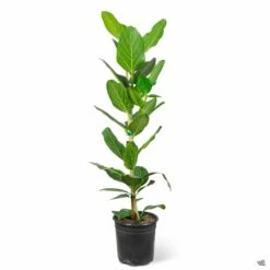 Ficus 'Audrey' -Plant Sales Shop Houseplants Ficus Audrey 2gal