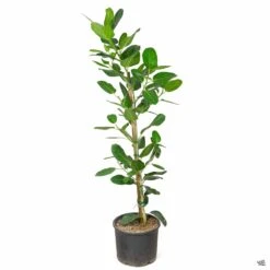 Ficus 'Audrey' -Plant Sales Shop Houseplants Ficus Audrey 7galSquat