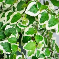 Variegated Creeping Fig