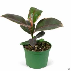 Rubber Plant 'Ruby' -Plant Sales Shop Houseplants Ficus RubberPlant Variegated 6in 10c8c721 f08d 4e7d 8cb6 b7e63c22e0cb
