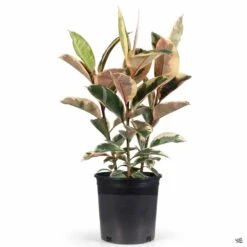 Variegated Rubber Plant -Plant Sales Shop Houseplants Ficus Tineke 2gal
