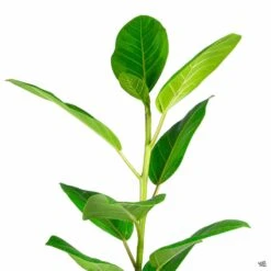 Rubber Plant 'Yellow Gem'