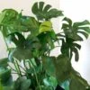 Monstera Deliciosa