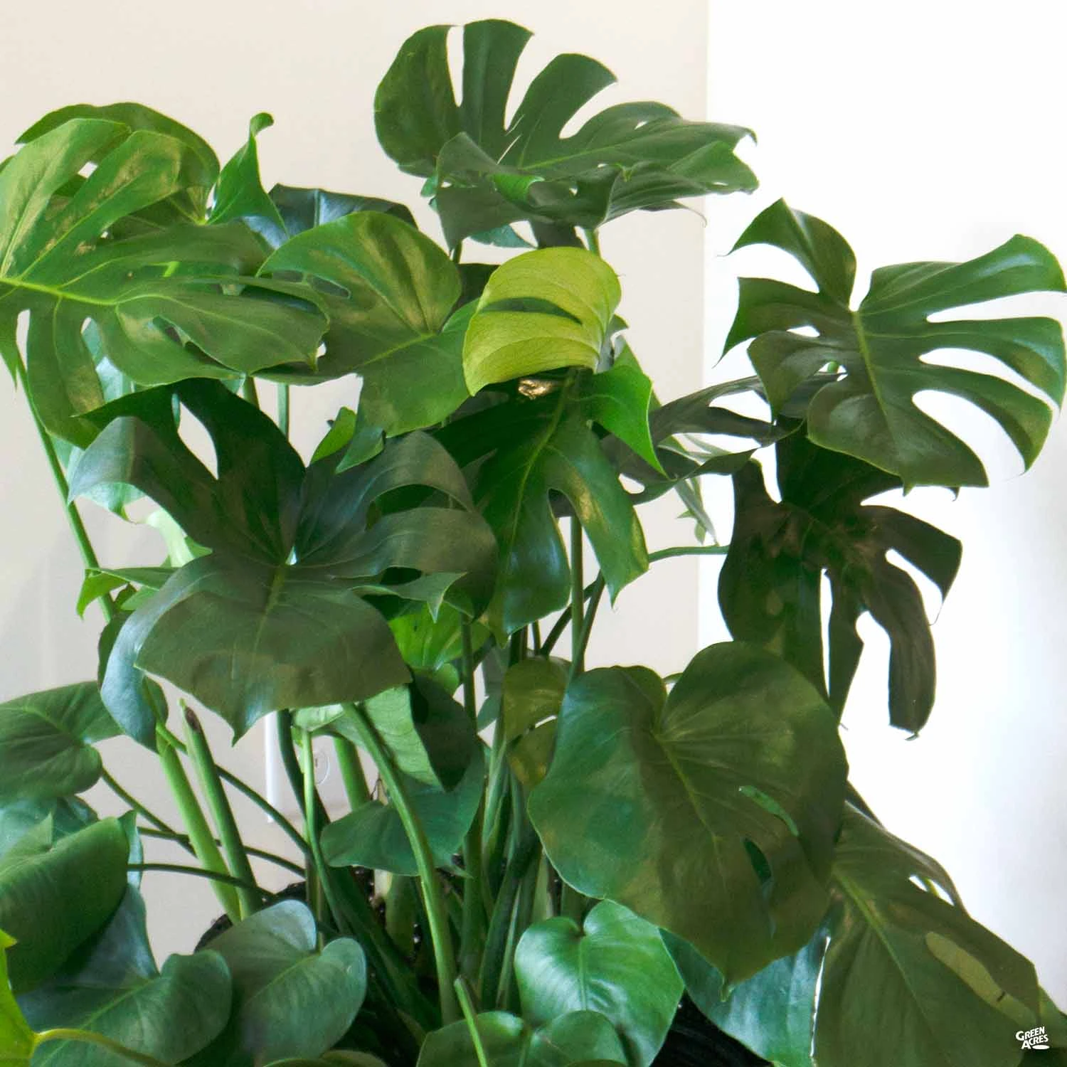 Monstera Deliciosa 1 Monstera Deliciosa