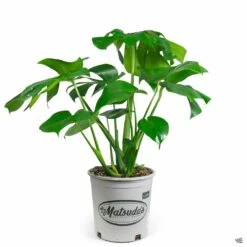 Monstera Deliciosa 13 Monstera Deliciosa -Plant Sales Shop Houseplants MonsteraDeliciosa 1gal Matsudas 48be508f 0a29 4ca5 ba0b 078a673606fd
