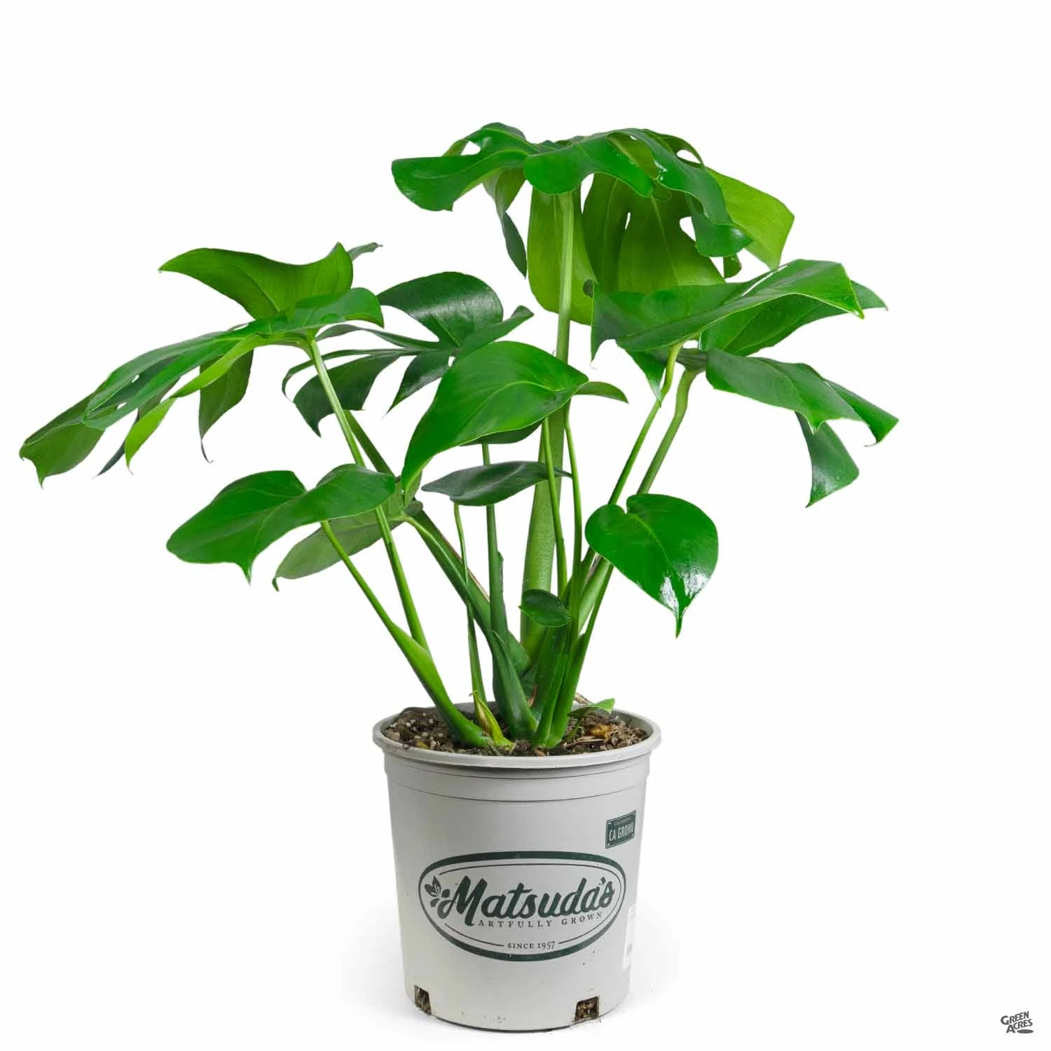 Monstera Deliciosa 7 Monstera Deliciosa - Image 7