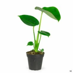 Monstera Deliciosa 10 Monstera Deliciosa -Plant Sales Shop Houseplants MonsteraDeliciosa 4in