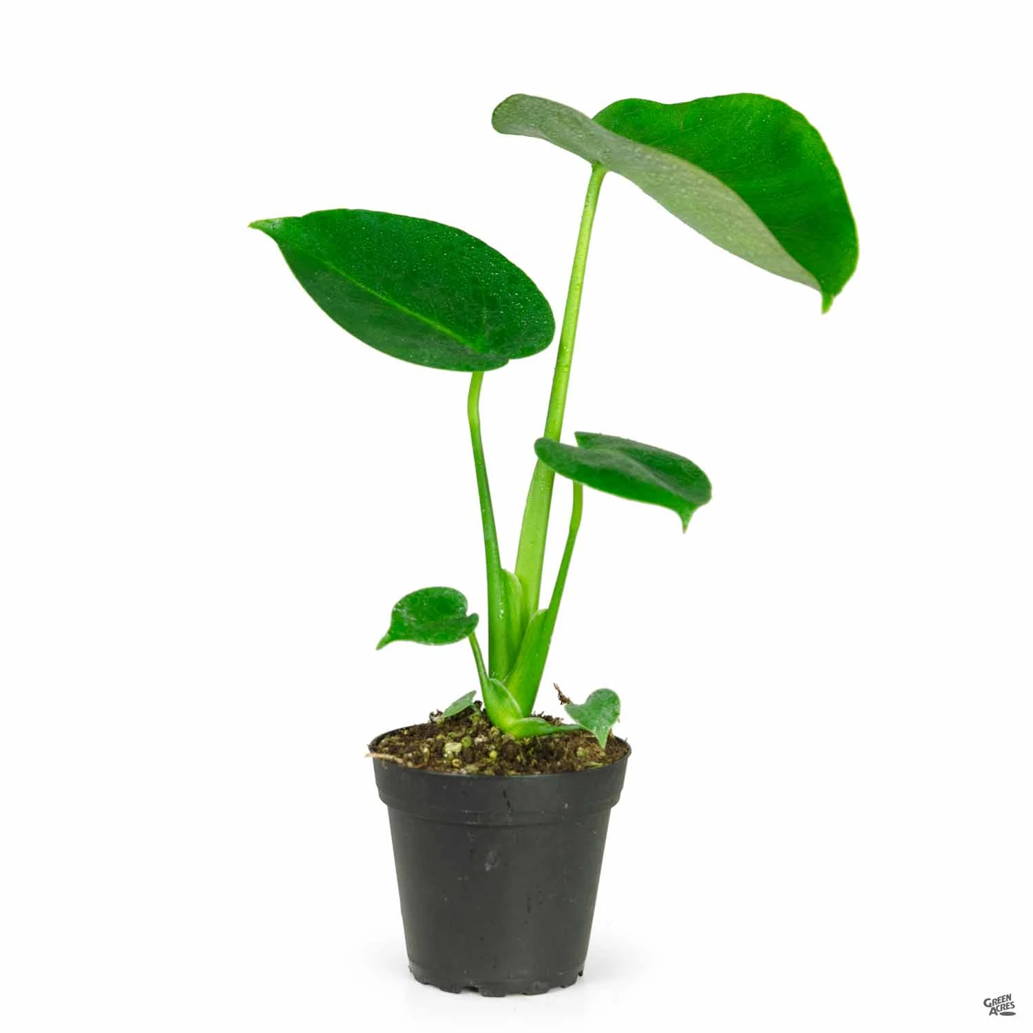 Monstera Deliciosa 4 Monstera Deliciosa - Image 4