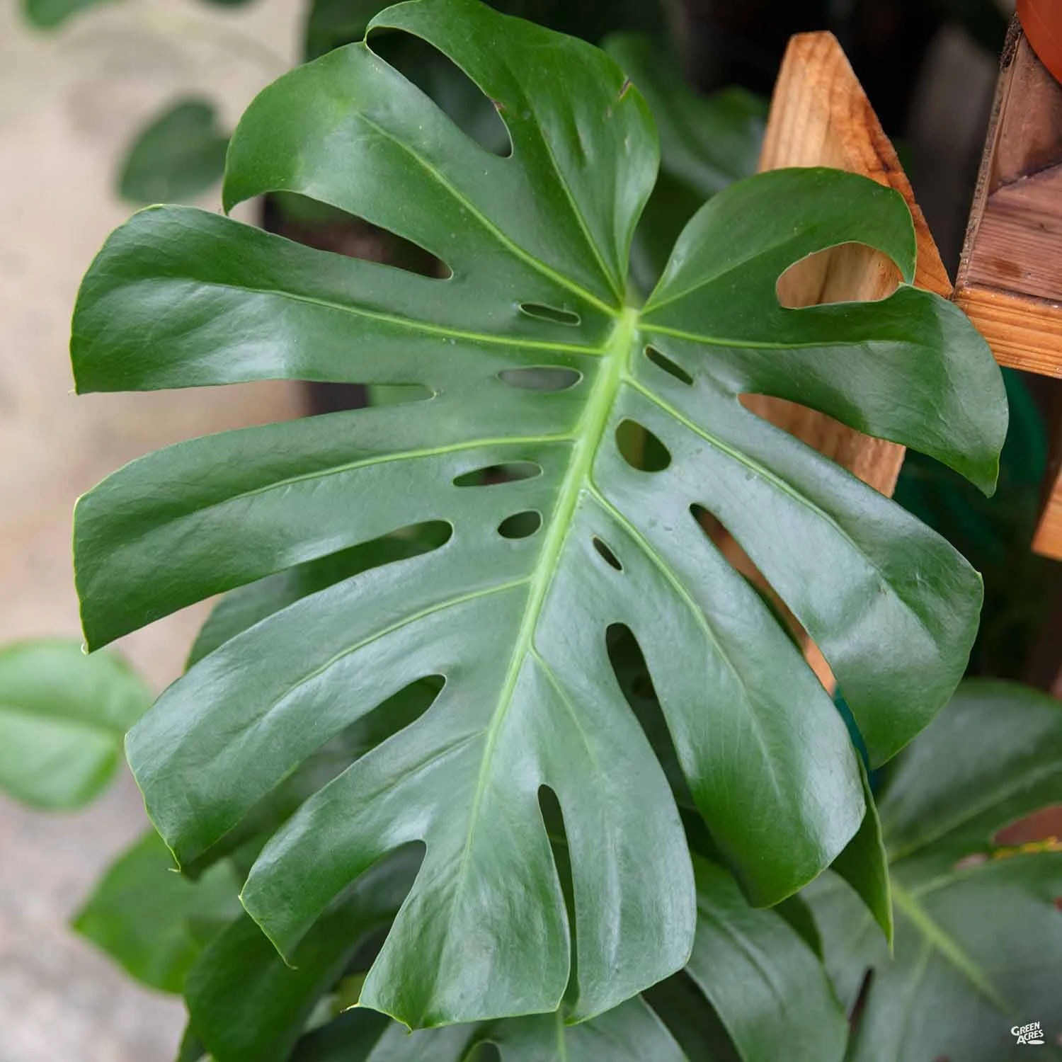 Monstera Deliciosa 2 Monstera Deliciosa - Image 2