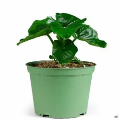 Philodendron 'Atom' In 6" Nursery Pot