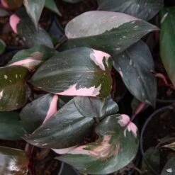 Philodendron 'Pink Princess'