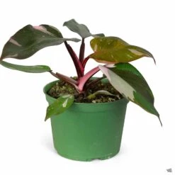 Philodendron 'Pink Princess' -Plant Sales Shop Houseplants Philodendron PinkPrincess 6in