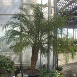 Pygmy Date Palm 8 Pygmy Date Palm -Plant Sales Shop Houseplants PhoenixRoebelenii PygmyDatePalmTree