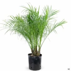 Pygmy Date Palm 9 Pygmy Date Palm -Plant Sales Shop Houseplants PhoenixRoebelenii PygmyDatePalm 10in 9979d972 3c4f 4b08 81c8 67dbbf164c2b