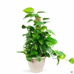 Pothos Poles