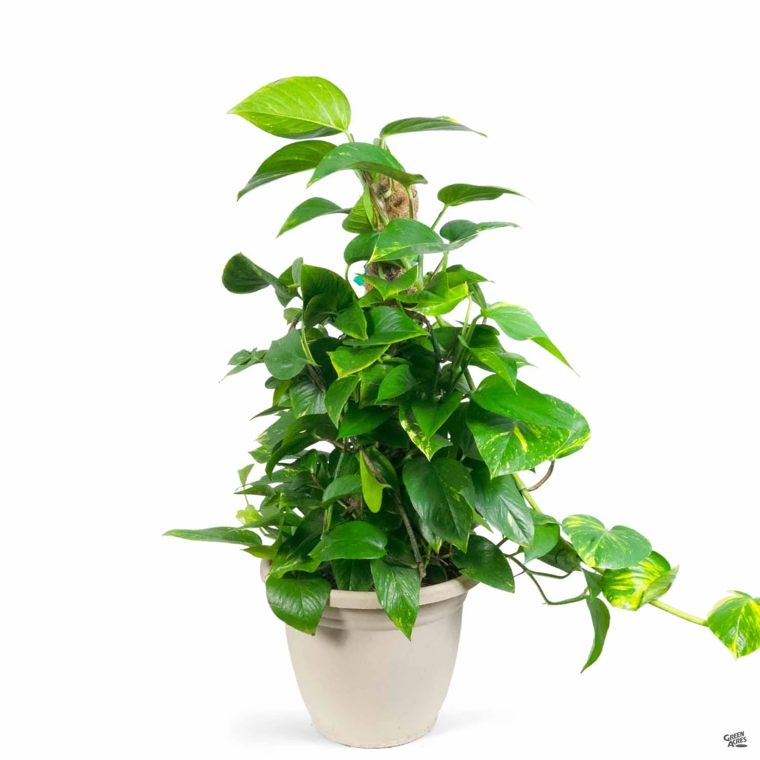 Pothos Poles 1 Pothos Poles