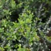 Yaupon Holly 'Pride Of Houston' Multi-Trunk