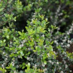 Yaupon Holly 'Pride Of Houston' Multi-Trunk