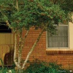 Yaupon Holly 'Pride Of Houston' Multi-Trunk -Plant Sales Shop Ilex PrideOfHouston GD