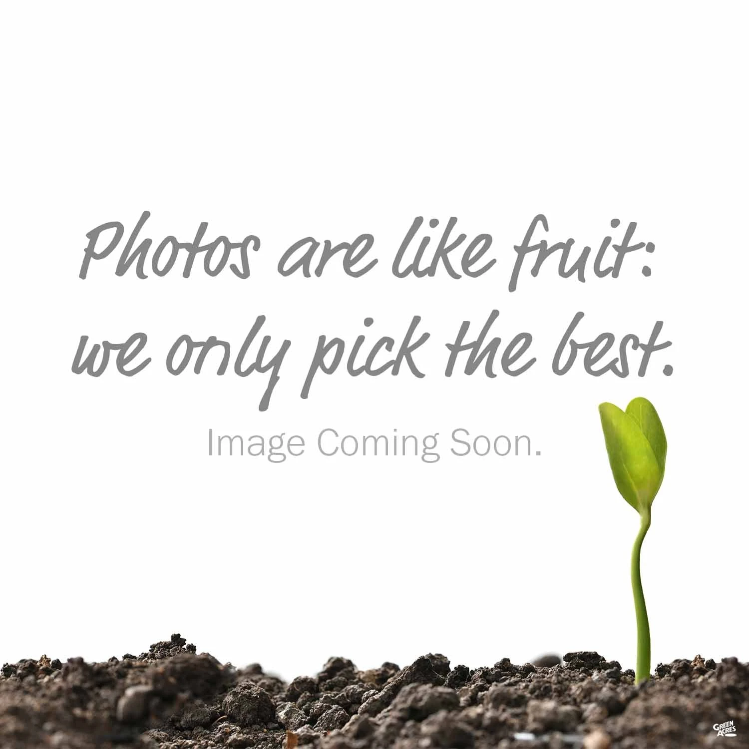 Flavor Punch Pluerry™ Interspecific Plum 1 Flavor Punch Pluerry™ Interspecific Plum