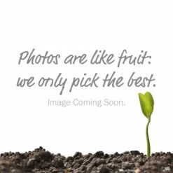 Queen Palm -Plant Sales Shop ImageComingSoon c88d642b ac91 4de9 a063 5c738f72d1b4