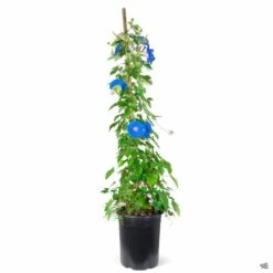 Morning Glory -Plant Sales Shop Ipomoea MorningGlory 5galStaked blackcan 3dee3a84 e923 4f1a ae8d 31e1466027a6